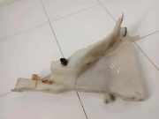 Fensterwaschtank JAGUAR XF (X250) 3.0 D 8X2317B613 8X233170613