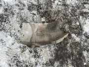 Heat Insulation BMW 3 (E90) 316 d 51487072693