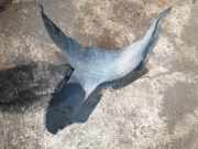 Radhaus rechts vorne VW Golf V Plus (5M, 521) 1K0805974C