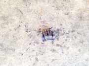 Bremssattel links hinten Kia Sportage 3 (SL)