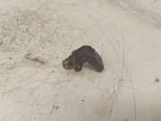 Nockenwellendrehzahlsensor