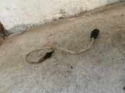 Lambdasonde Mini Mini (R50, R53) 699297