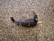 Wischwassertankmotor NISSAN PRIMERA Estate (WP12) 1.8