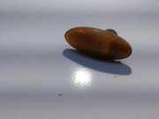 Kotflügelblinker vorne links OPEL VECTRA B Estate (31_) 2.0 DTI 16V 90504212