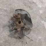 Radnaben vorne links BMW 3 Touring (E46) 320 d