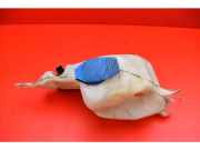 Behälter Scheibenwaschanlage Seat Cordoba Vario II (6K) 6K0955453