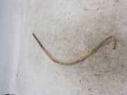 Düsenkörper Nissan X-Trail I (T30)