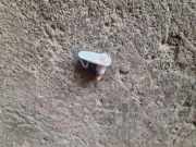 Kotflügelblinker vorne links FIAT BRAVO II (198_) 1.9 D Multijet