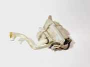 Behälter Scheibenwaschanlage Subaru Legacy V Station Wagon (BM/BR) 10020953