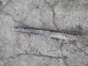 Stoßstangenbalken vorne VW GOLF IV (1J1) 1.9 SDI