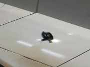 Frontscheibendüse VW GOLF II (19E, 1G1) 1.6 191955651