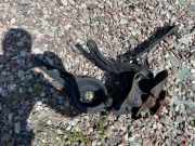 Nabe hinten rechts VOLVO V40 Hatchback D2