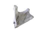 Motorhalter rechts AUDI Q7 (4L) 4.2 TDI quattro 7L8199308B