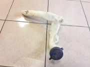 Wischwassertankhals CITROËN C3 I (FC_) 1.4 HDi