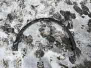 Front Arch Liner RENAULT KADJAR (HA_, HL_) 1.5 dCi 110 638744170