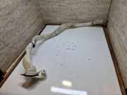 Behälter Scheibenwaschanlage BMW 5er Touring (F11) 13264011