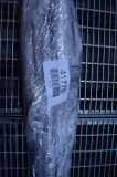 SRS Modul Dach links CITROËN C3 II 1.2 VTi 82 981185808