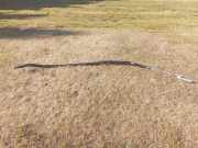 Airbag Dach links Mercedes-Benz GL-Klasse (X164) 30361417F