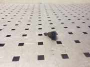 Scheibenwaschdüse Mitsubishi ASX (GA)