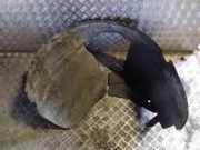 Innenkotflügel vorne rechts CHRYSLER VOYAGER IV (RG, RS) 2.8 CRD