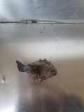 Heat Insulation OPEL ASTRA J 1.7 CDTI 8980888421