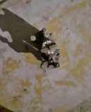 Bremssattel rechts hinten Fiat Ducato Bus (250)