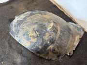 Innenkotflügel hinten links MERCEDES-BENZ E (W211) E 280 CDI (211.020) A2116981330