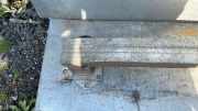 Stoßstangenbalken vorne PEUGEOT 308 (4A_, 4C_) 1.6 HDi