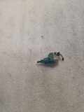 Kupplungspedalsensor VW TOURAN (1T1, 1T2) 2.0 TDI 16V