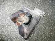 Motorbock vorne Citroen C3 Pluriel (HB)