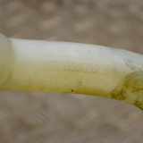 Wischwassertankhals MASERATI GHIBLI (M157) 3.0 S Q4 670030032