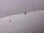 Motorhaube OPEL MOVANO Furgon (F9) 2.8 DTI