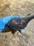 Antenne PEUGEOT 407 (6D_) 2.0 HDi