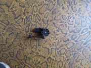 Niveausensor vorne links CITROËN C5 I (DC_) 2.0 HDi (DCRHZB, DCRHZE) 6PM00818600 3009020649