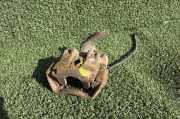 Bremssattel links hinten Iveco Daily IV Pritsche/Fahrgestell () 727136