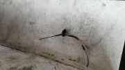 Antenne CHEVROLET AVEO Hatchback (T300) 1.4