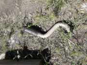 Auspuffanlage hinten Citroen C4 I (LC)