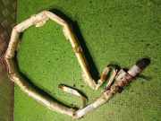 Dach SRS rechts BMW 6 (E63) M 9147344 72129147344