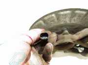 Nabe hinten rechts MERCEDES-BENZ GLE (W166) 350 d 4-matic (166.024)