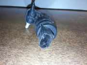 Wischwassertankmotor VW PASSAT Variant B6 (3C5) 2.0 TDI 16V 1K6955651