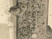 Ansaugkrümmer Mercedes-Benz E-Klasse (W211) A64814004