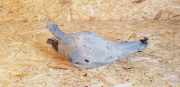 Querlenker hinten links RENAULT VEL SATIS (BJ0_) 3.0 dCi (BJ0J, BJ0N) 8200060298K