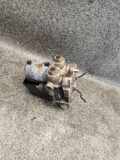 ABS Hydraulikblock AUDI 80 (8C, B4) 1.9 TDI 54669