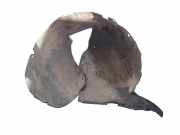 Innenkotflügel vorne rechts VW TOURAN (1T1, 1T2) 1.9 TDI 1T0805974