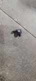 LUFTDRUCKSENSOR BMW 3 (F30, F80) 330 d 7804742