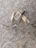 Höhenverstellung links BMW 5 Touring (G31) 530 i 2959574