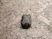 Andere Motorraumteile VW BEETLE (9C1, 1C1) 1.9 TDI 443121321