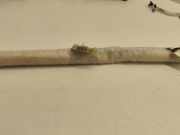 Airbag Dach links Jeep Grand Cherokee IV (WK, WK2) P05108021AD