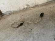 Sauerstoffsensor (Lambdasensor) MINI COOPER (R50, R53) Cooper 699297