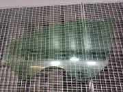 Türscheibe links vorne Opel Insignia A (G09) DOT747M550AS2